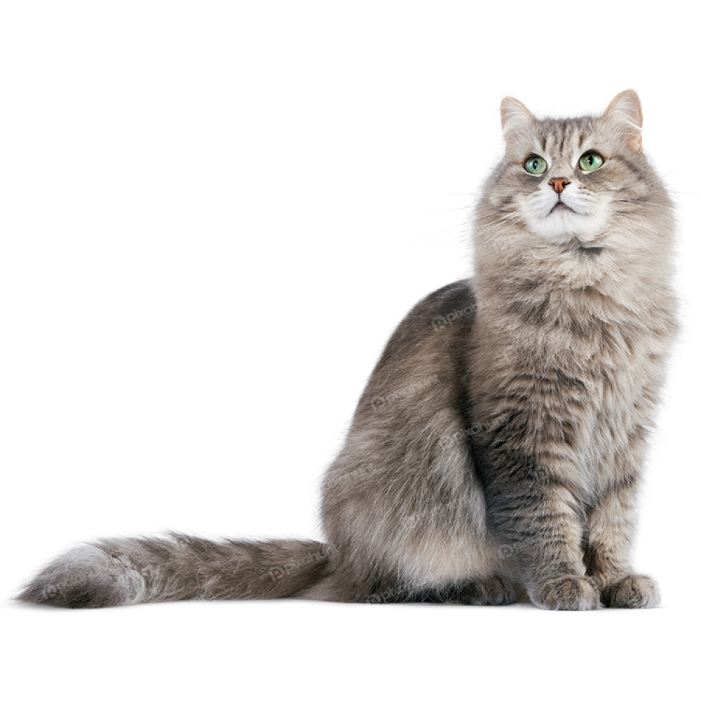 Free Premium PNG Beautiful Oregon rex grey cat isolated on transparent background