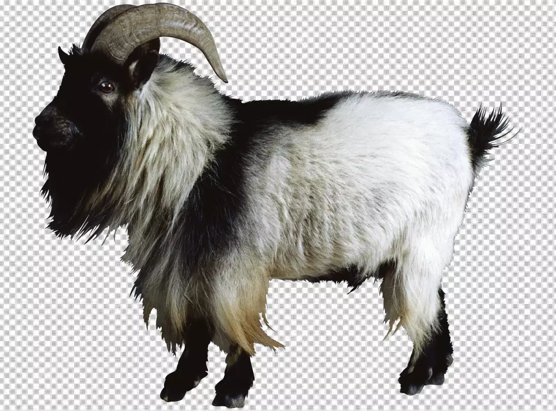 Free Premium PNG black and white goat, Goat Sheep, Goat, image File Formats, animals, cow Goat Family png
