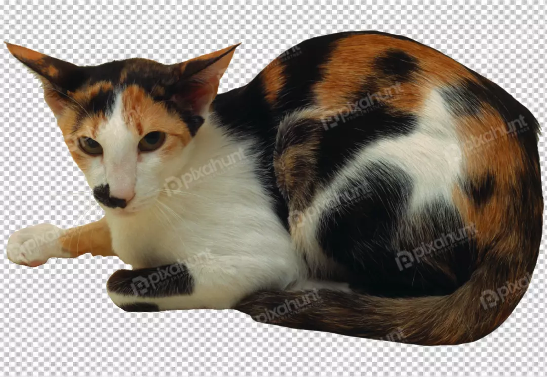 Free Premium PNG Black british longhair in front of white background