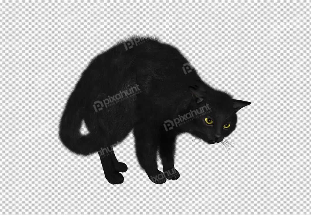 Free Premium PNG Black cat on a png background