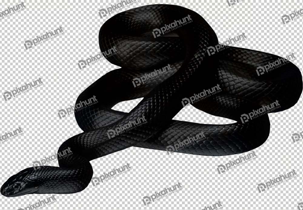 Free Premium PNG black snake png