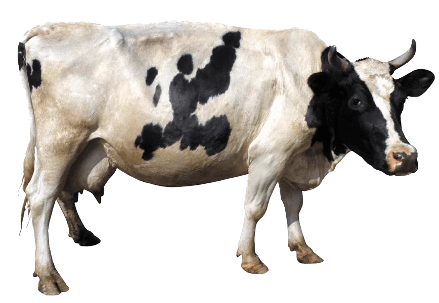 Free Premium PNG black white cow from side View
