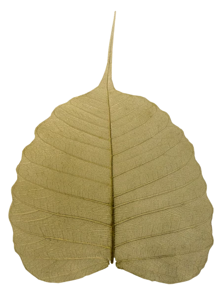 Free Premium PNG Bodhi leaves dry and fall to the ground. It is a symbol of Buddhism