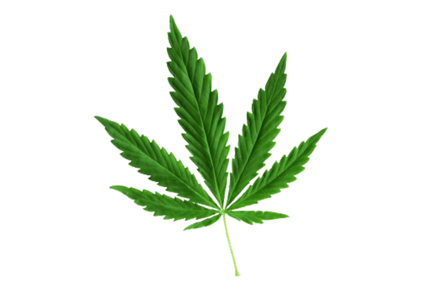 Free Premium PNG Botanical cannabis leaf