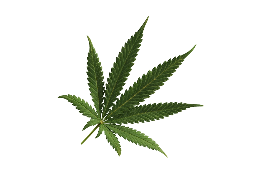 Free Premium PNG Botanical cannabis leaves