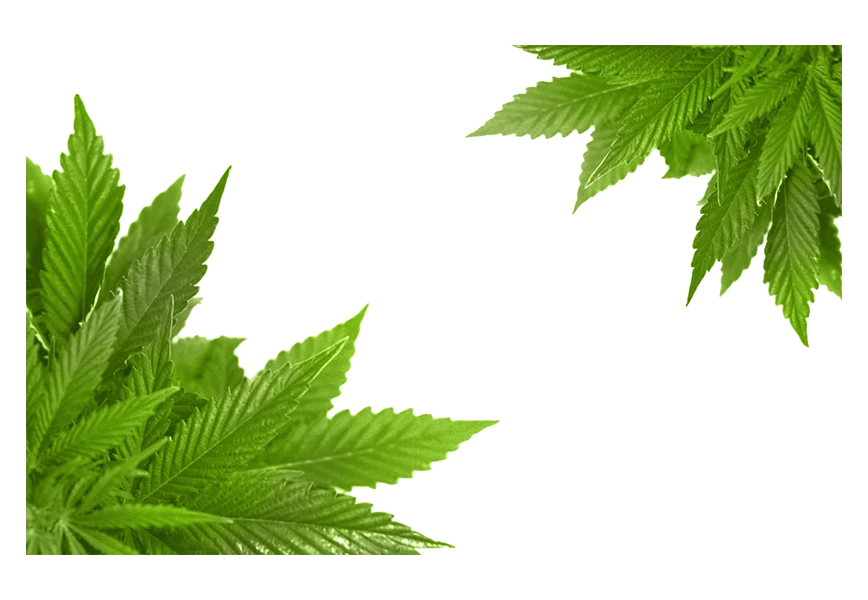 Free Premium PNG Botanical cannabis leaves png
