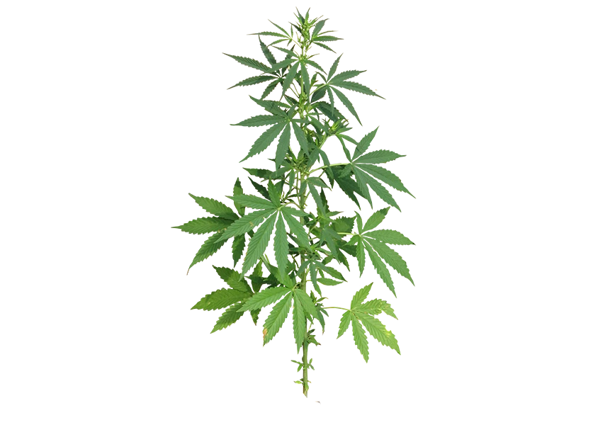 Free Premium PNG Botanical cannabis leaves transparent background isolate 
