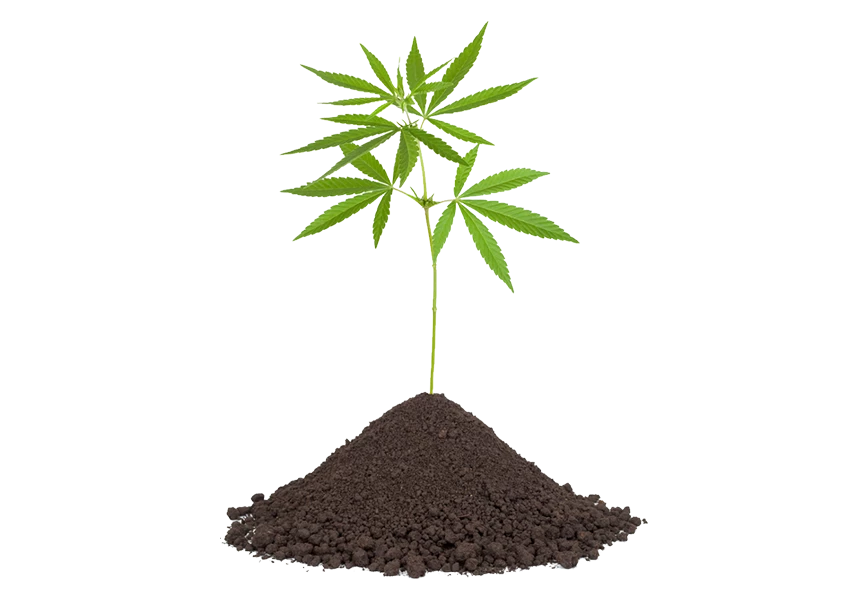 Free Premium PNG Botanical cannabis plant's collection png