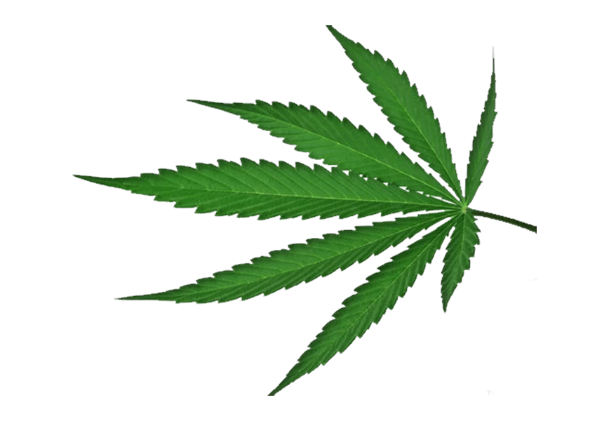 Free Premium PNG Botanical cannabis transparent background isolate 