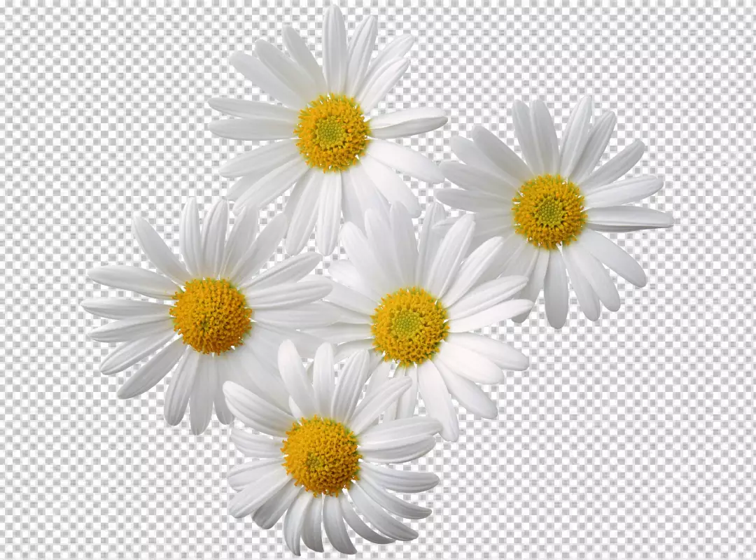 Free Premium PNG Bouquet of daisies flowers on white isolated