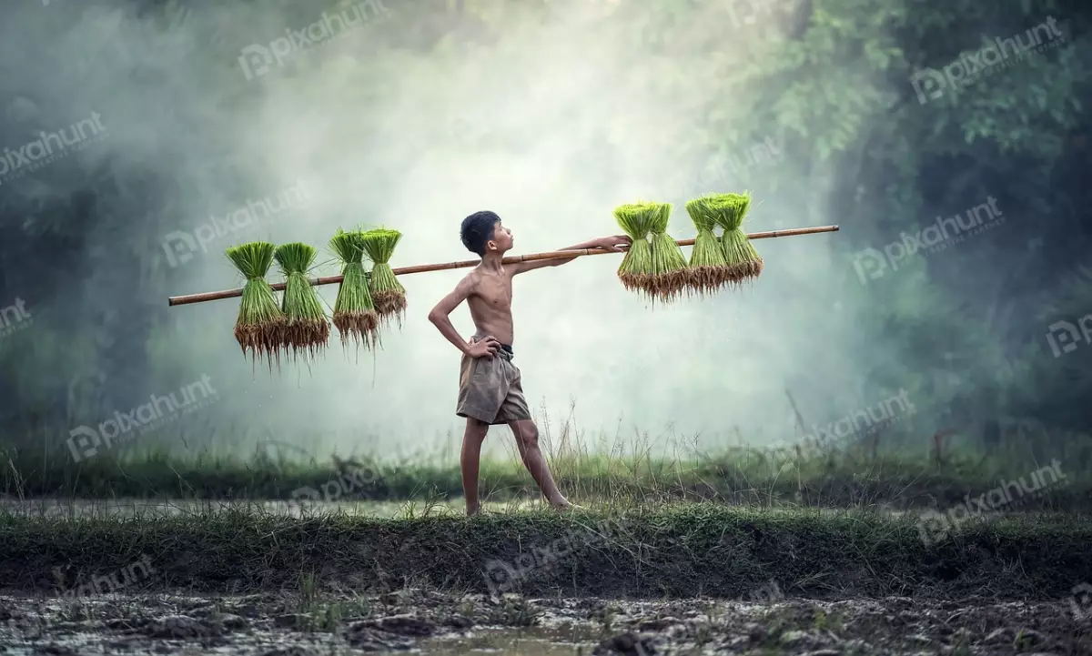 Free Premium Stock Photos Boy carrying a large bundle of rice seedlings on his shoulders and standing in a muddy field, and the sun is shining brightly overhead