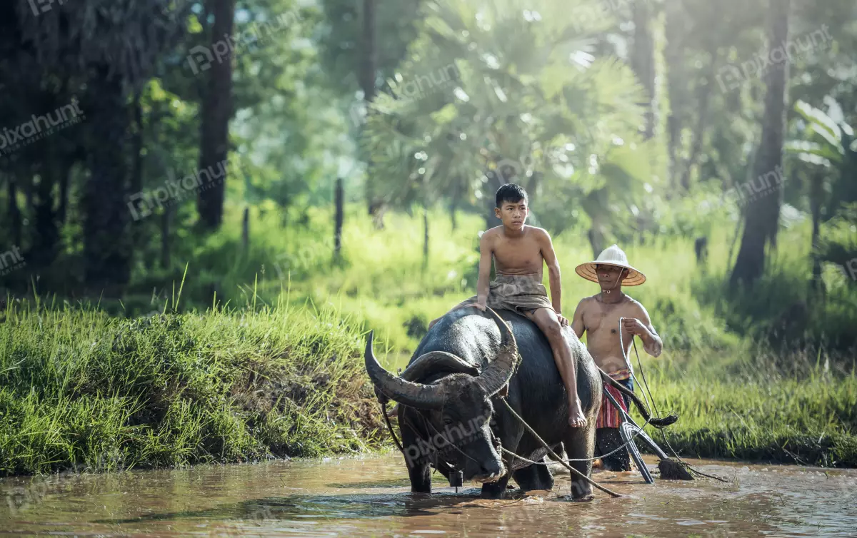 Free Premium Stock Photos Boy riding a carabao or buffalo in a rural setting boy is sitting on the back of the carabao or buffalo holding onto the reigns