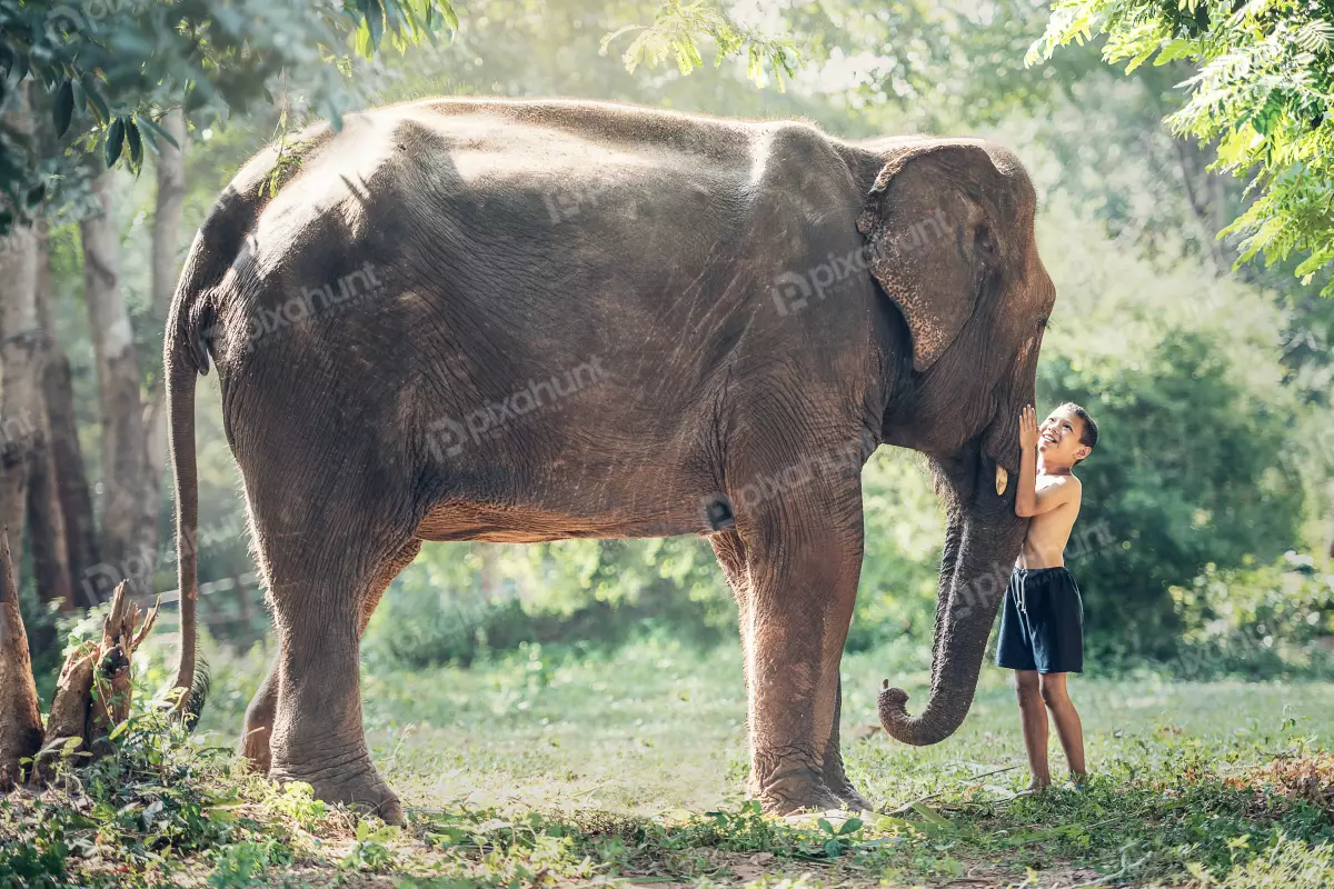 Free Premium Stock Photos Boy standing next to an elephant and boy is smiling and has his hand on the elephant's trunk
