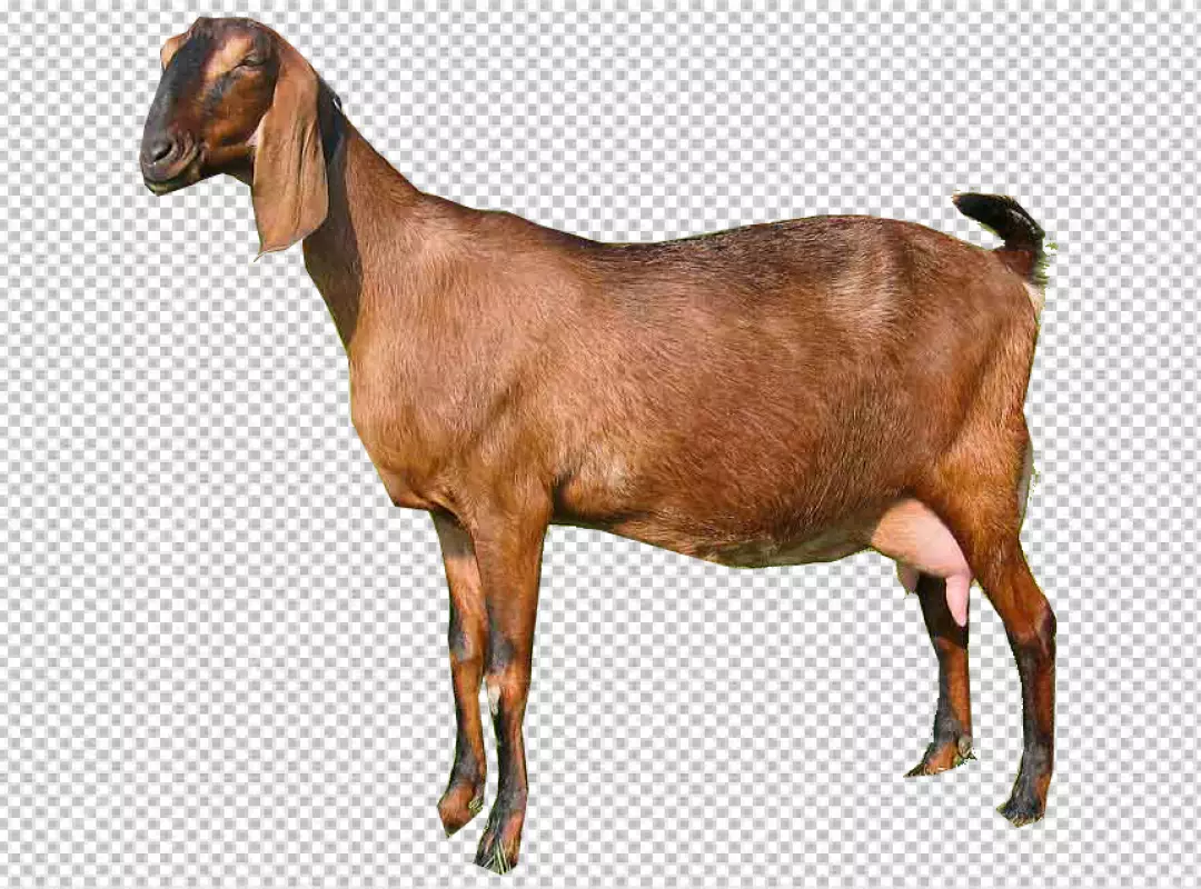 Free Premium PNG brown and white goat, Goat Milking Animal Sales, goat, animals, pet, cow Goat Family png