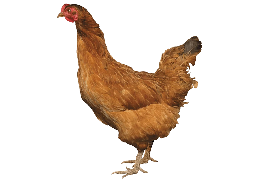Free Premium PNG Brown Chicken from side View