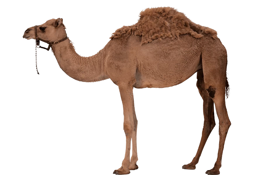 Free Premium PNG Brown color Camel looking right side view