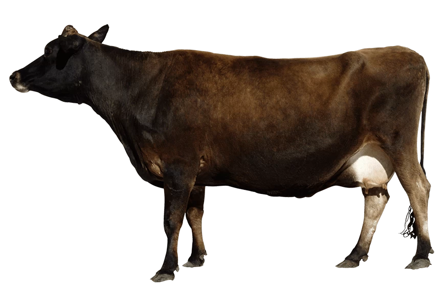 Free Premium PNG Brown cow from side View