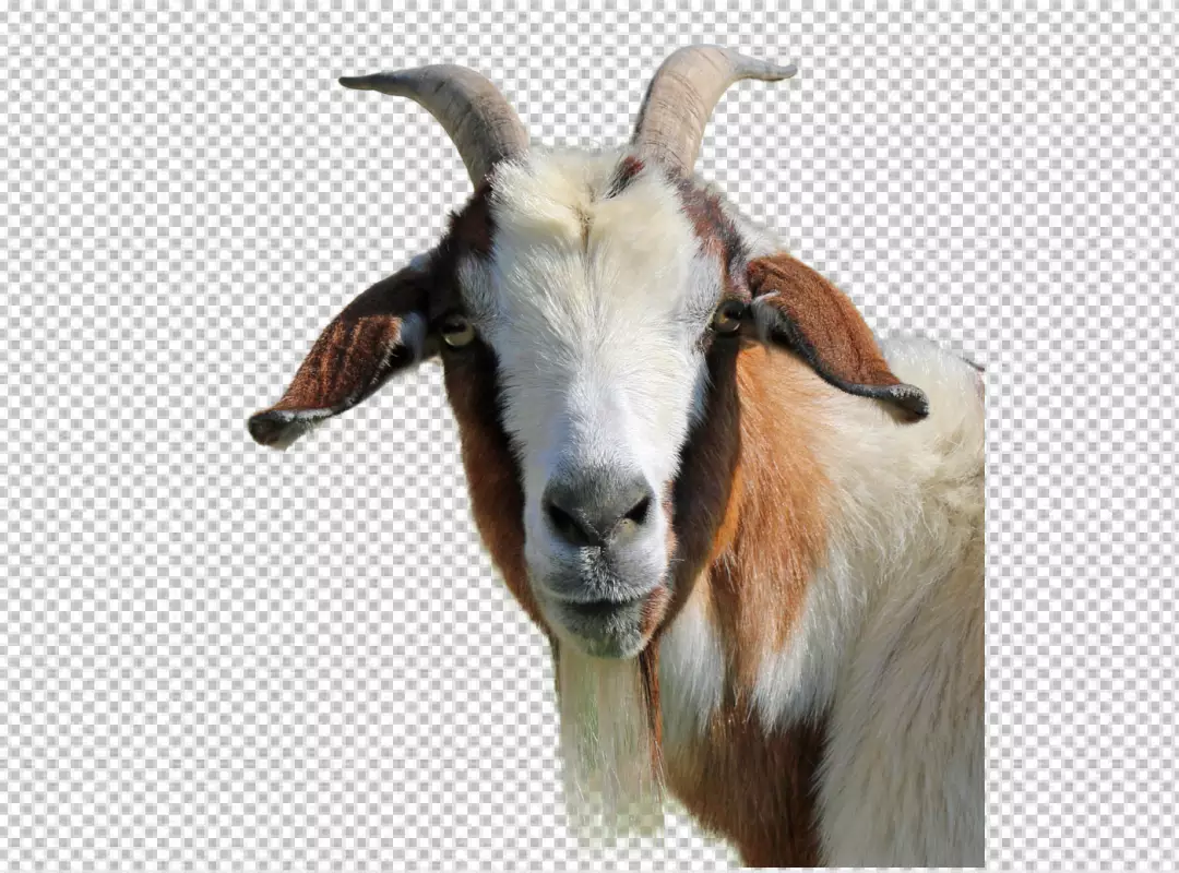 Free Premium PNG brown goat illustration, Anglo-Nubian goat Pygora goat Oberhasli goat Pygmy goat Boer goat, Dwarf, cow Goat Family, cartoon, farm png
