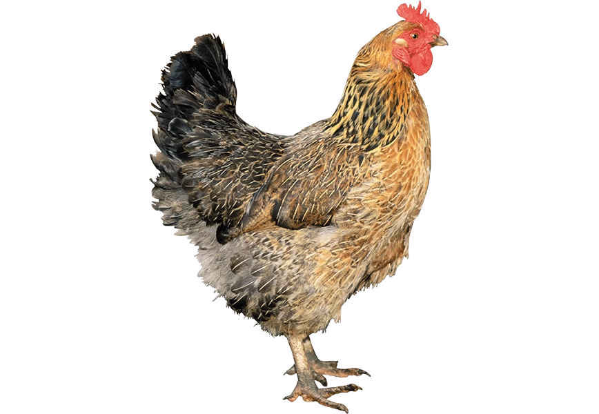 Free Premium PNG Brown hen isolated Rooster Chicken