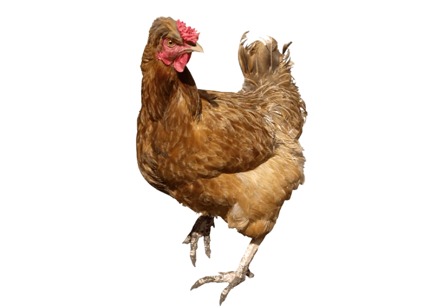 Free Premium PNG Brown running Chicken
