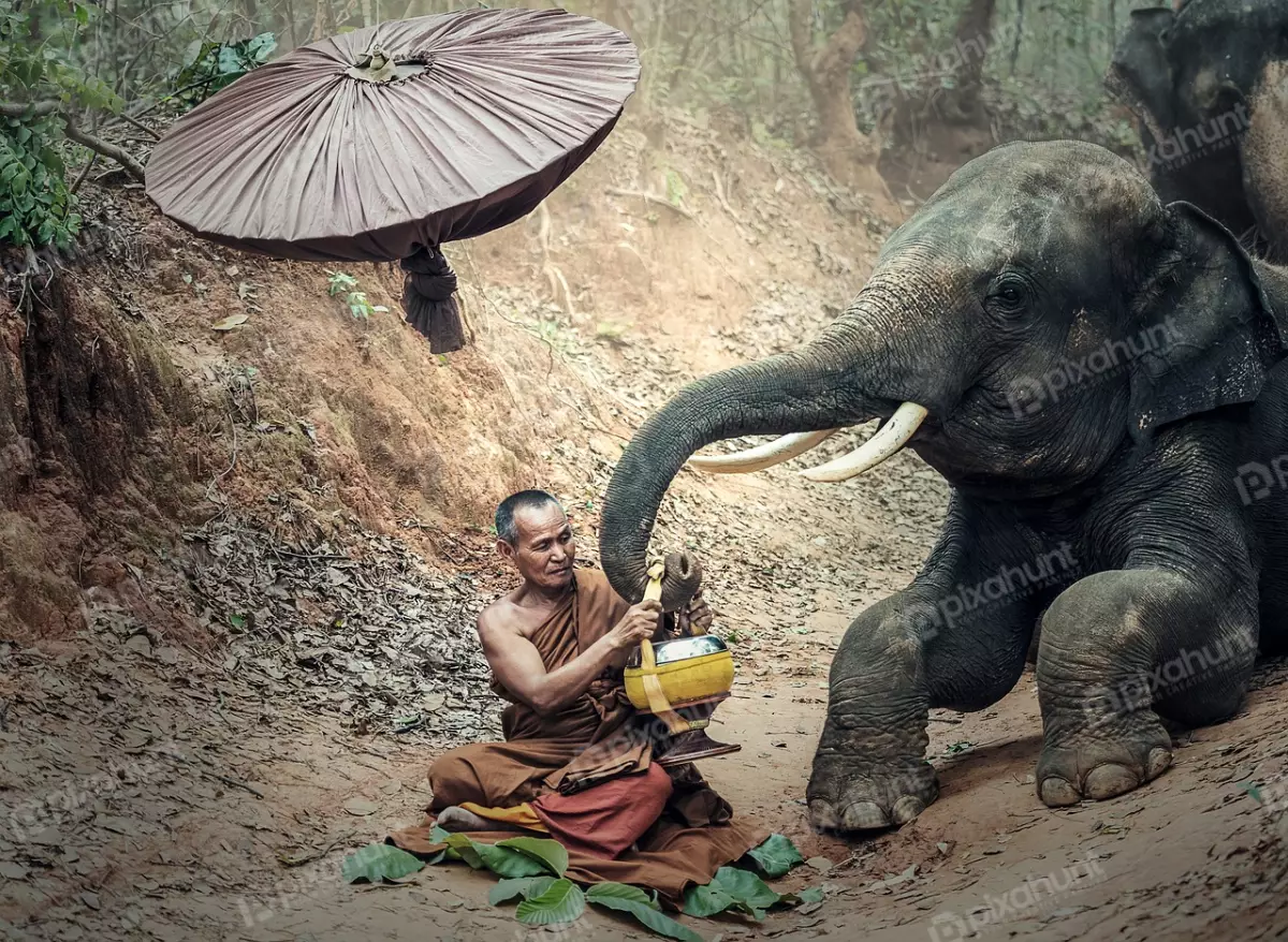 Free Premium Stock Photos Buddhist monk feeding an elephant with an umbrella in the background