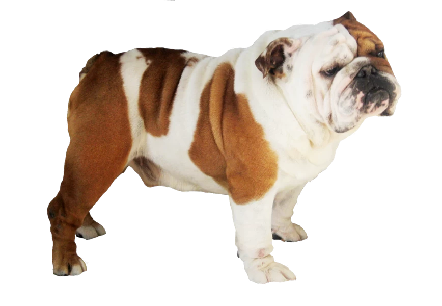 Free Premium PNG Bulldog Transparent Background png