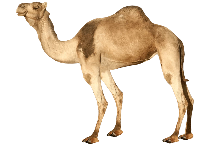 Free Premium PNG Camel from side View