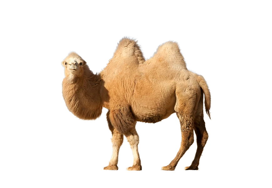 Free Premium PNG Camel lookin to side View | A well-known face in Saudi Arabia that is Camel