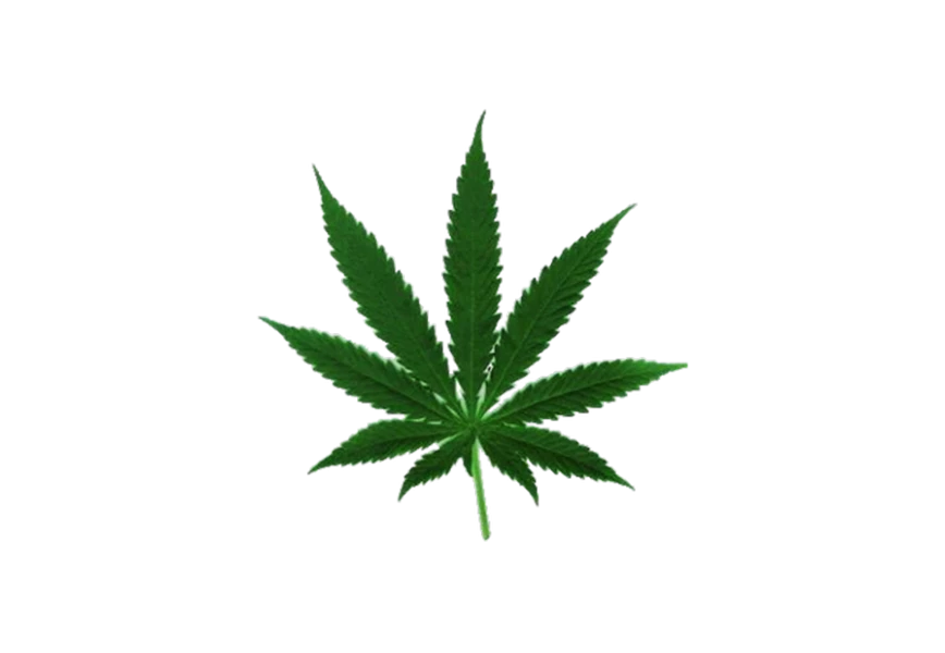 Free Premium PNG Cannabis leaf  close-up transparent background isolate 