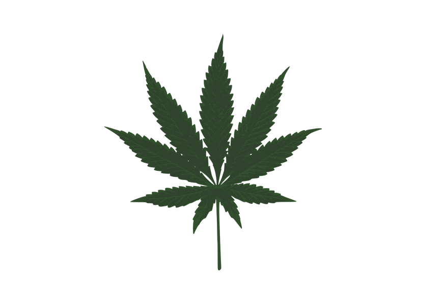 Free Premium PNG Cannabis leaf composition close-up transparent background isolate 