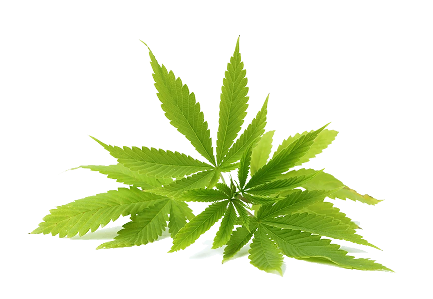 Free Premium PNG Cannabis leaf isolated on png
