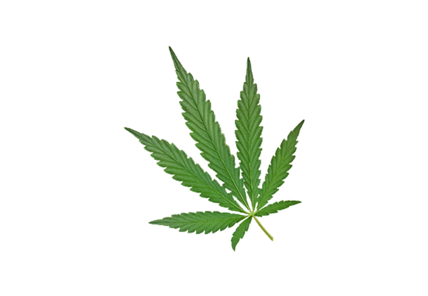 Free Premium PNG Cannabis leaf plant transparent background isolate 