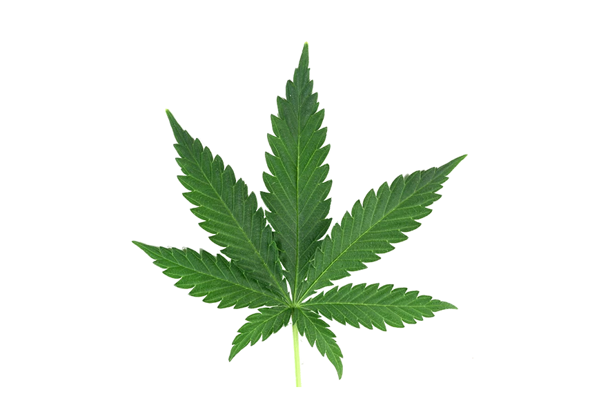 Free Premium PNG Cannabis leaf transparent background isolate 