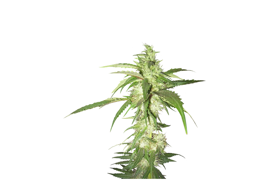 Free Premium PNG cannabis leaves