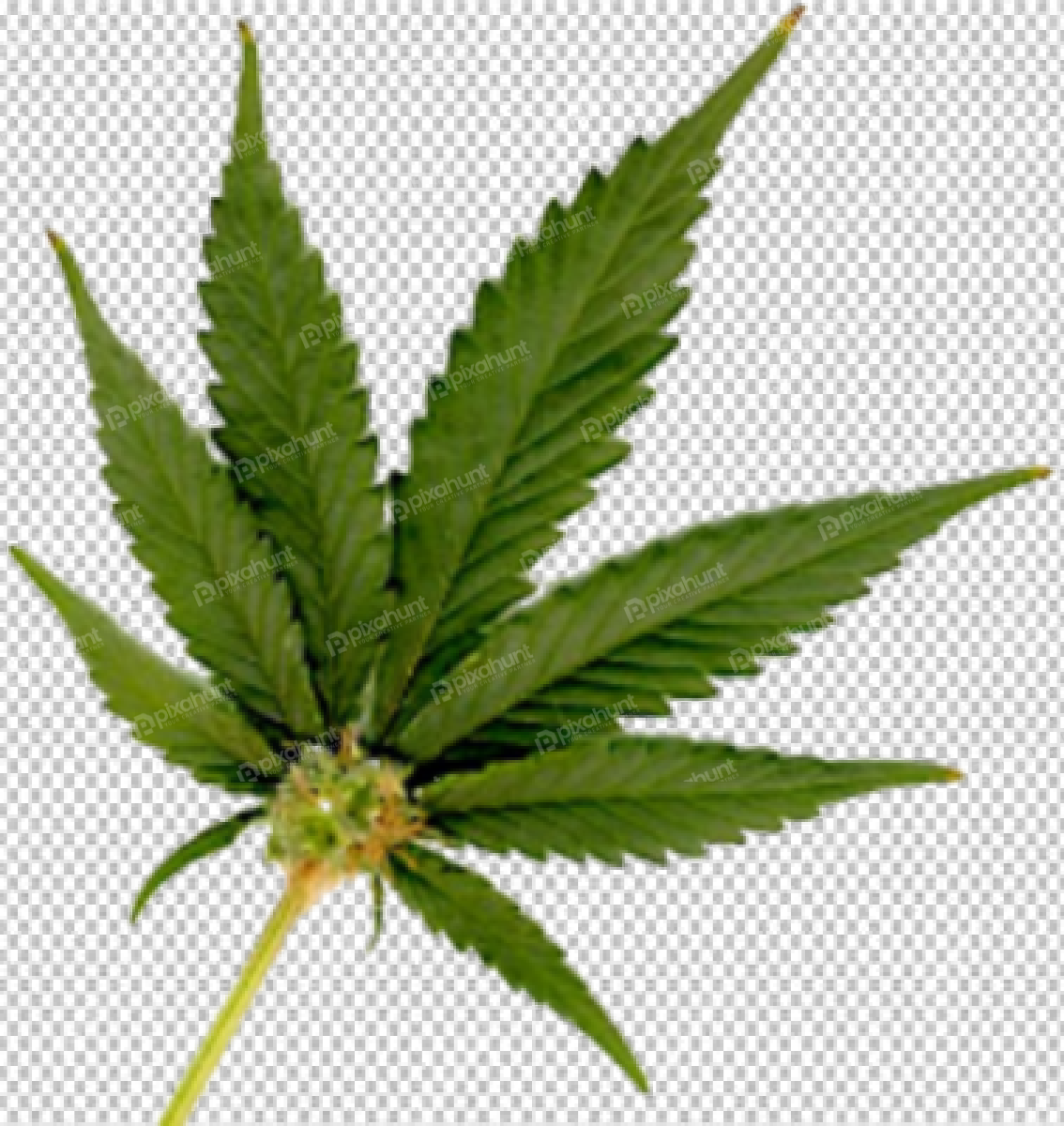 Free Premium PNG cannabis leaves collection transparent background isolate 