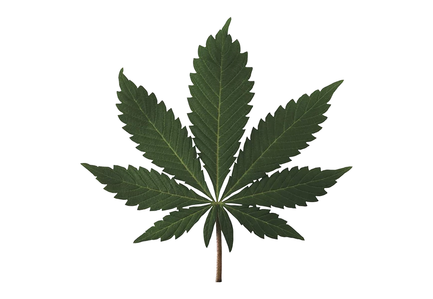 Free Premium PNG Cannabis top view on colorful paper png