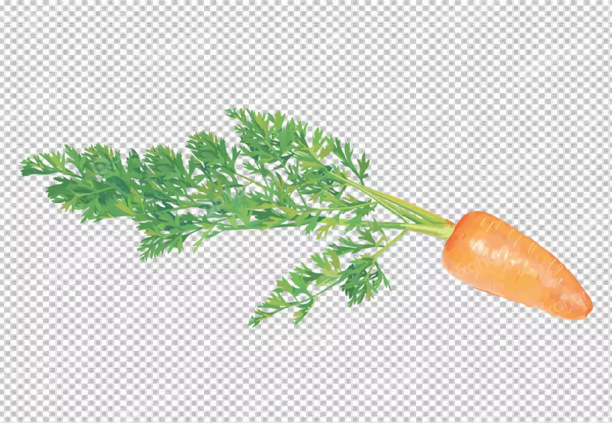 Free Premium PNG Carrot and a half of a carrot on a transparent background