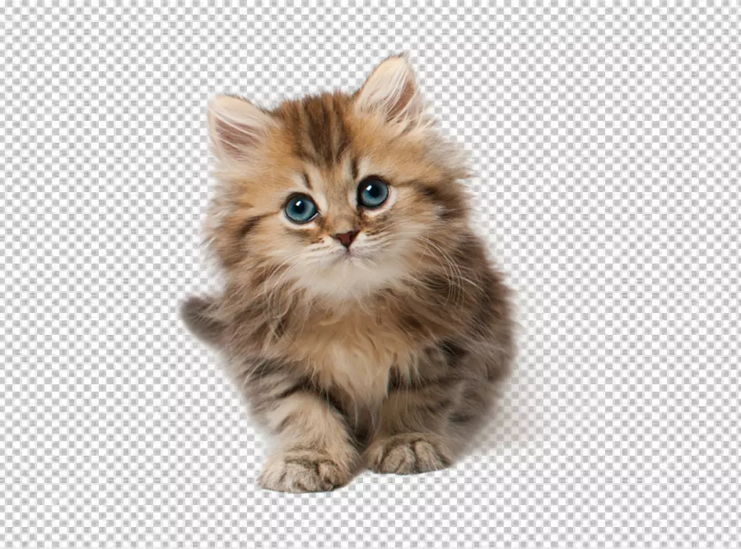 Free Premium PNG Cat isolated on transparent background | cute cat