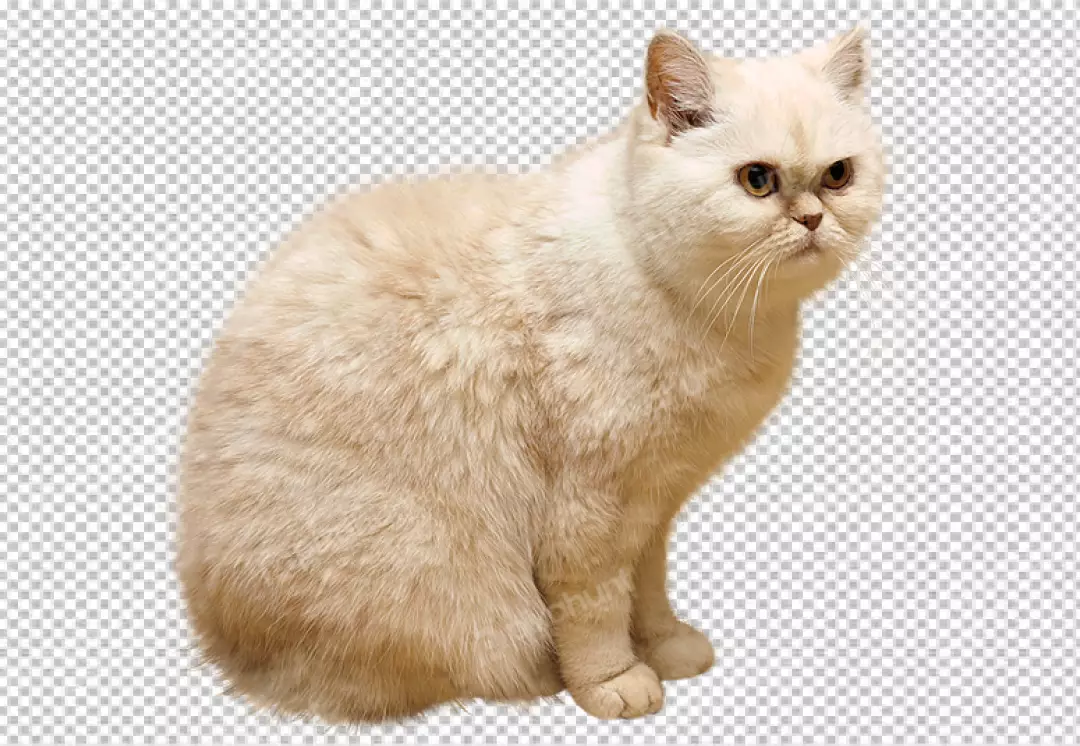 Free Premium PNG Cat isolated on transparent background
