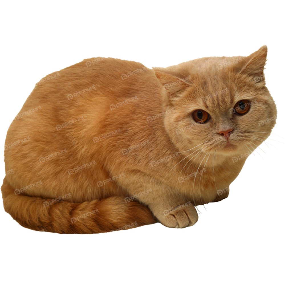 Free Premium PNG Cat Relaxing Isolated on Transparent Background
