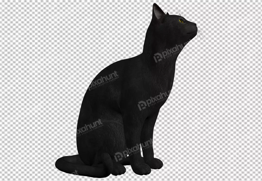 Free Premium PNG Cat transparent background and this cat look at sky