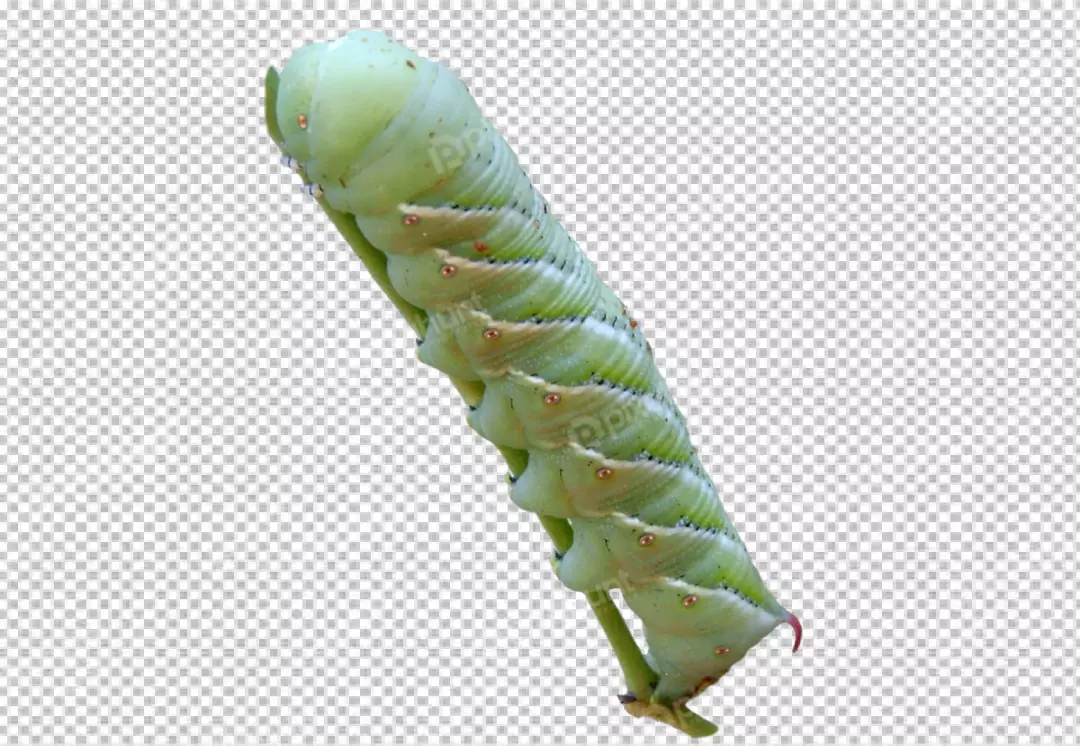 Free Premium PNG Caterpillar is about 2 inches long and has a cylindrical body with a smooth, shiny skin