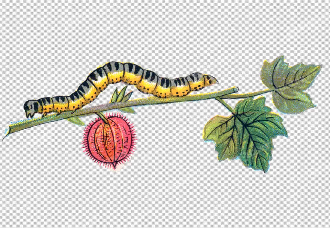 Free Premium PNG Caterpillar is yellow with black stripes and has a black head