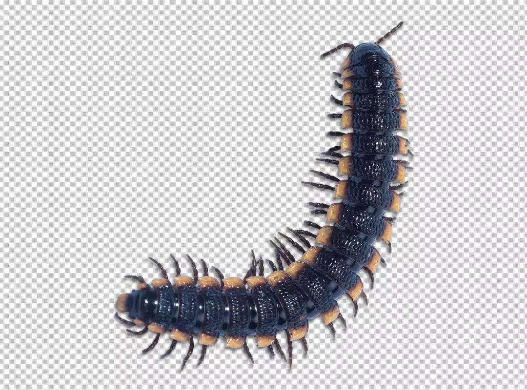 Free Premium PNG Centipede transapernt background 
