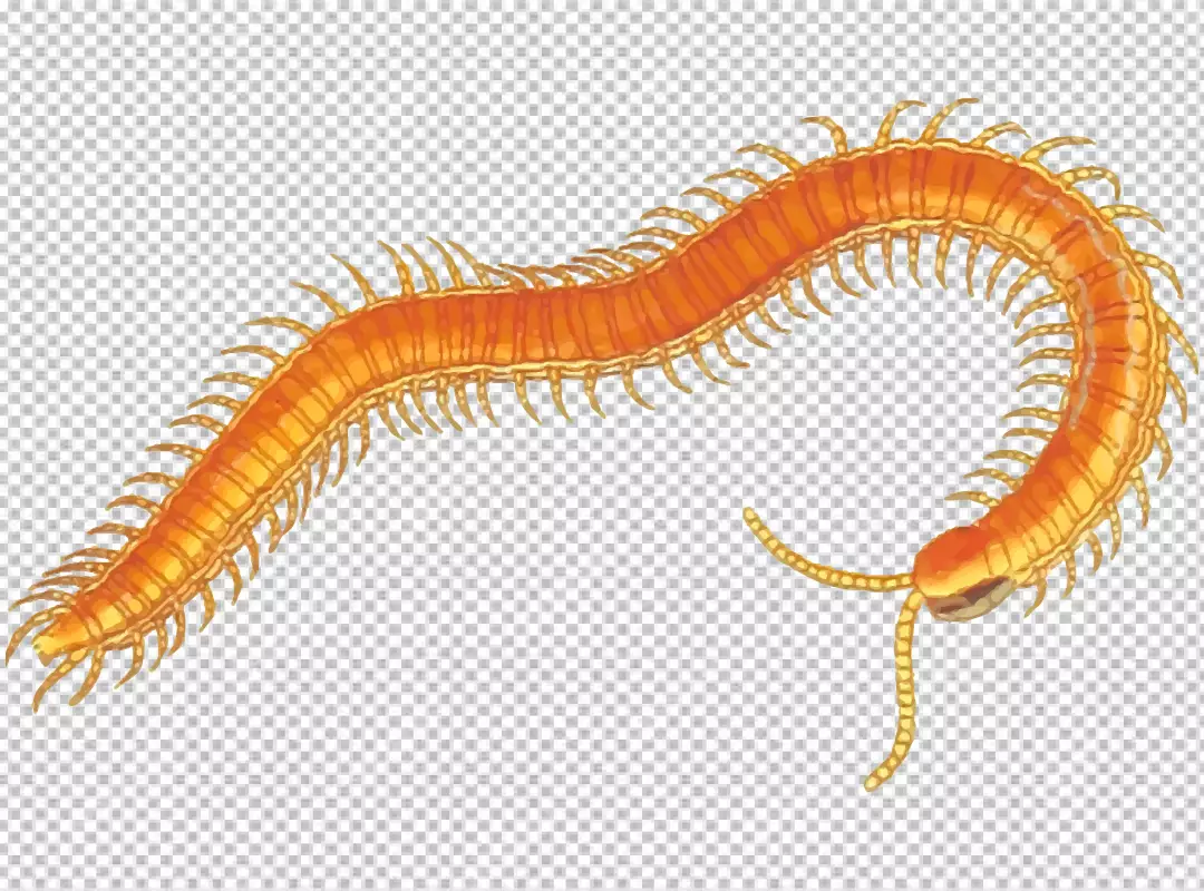 Free Premium PNG Centipedes are elongated segmented metameric creatures with one pair of legs per body s transparent background 