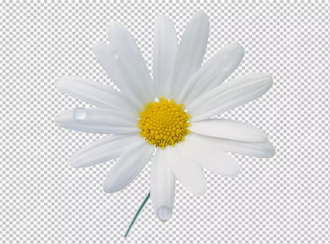 Free Premium PNG Chamomile daisy flower isolated on white