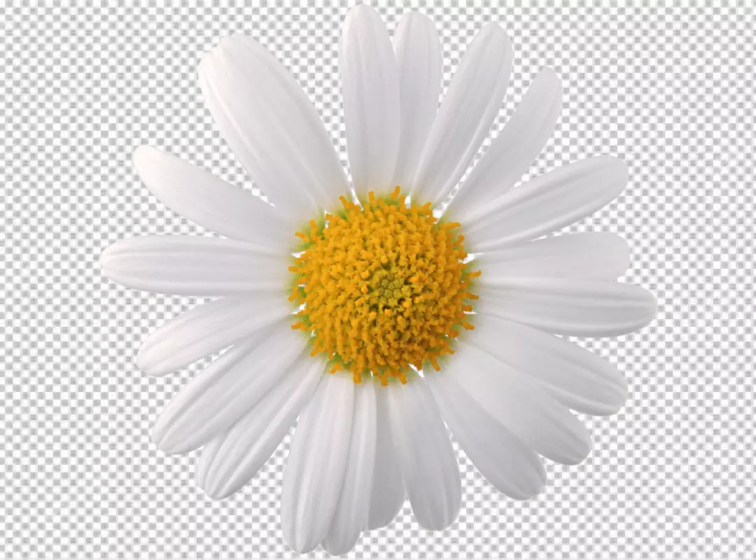 Free Premium PNG Chamomile flower transparent background 