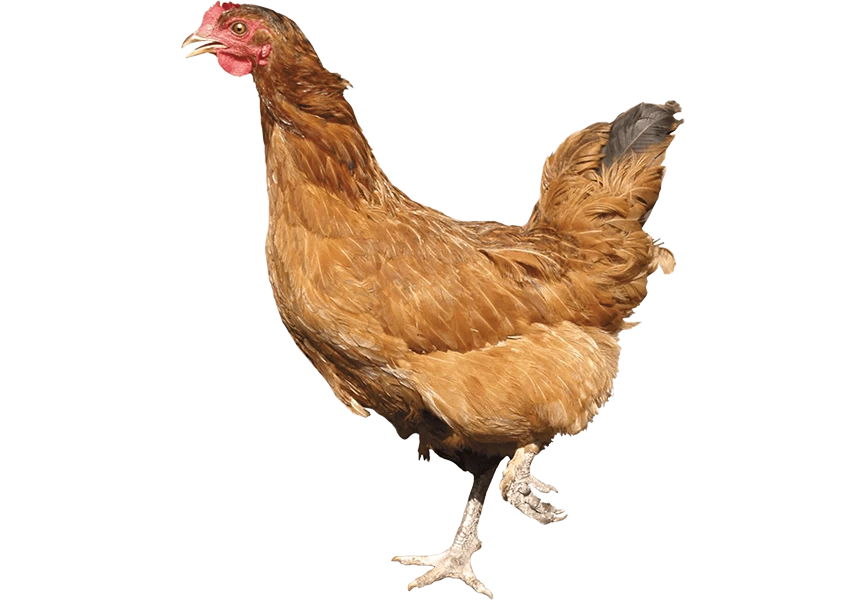 Free Premium PNG Chicken Walking Or Chicken Standing