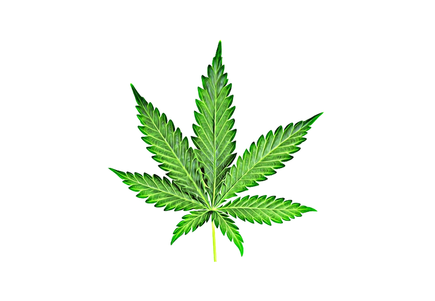 Free Premium PNG Close up fresh cannabis leaf on a png
