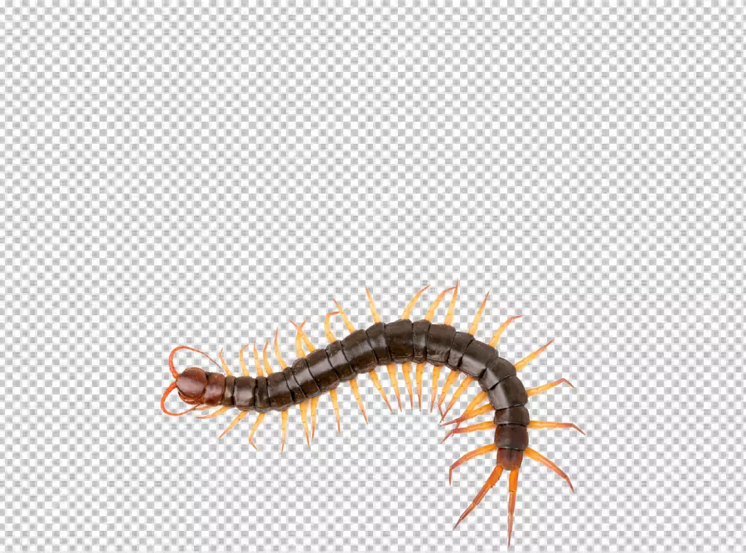 Free Premium PNG Close-up of insect on transparent background
